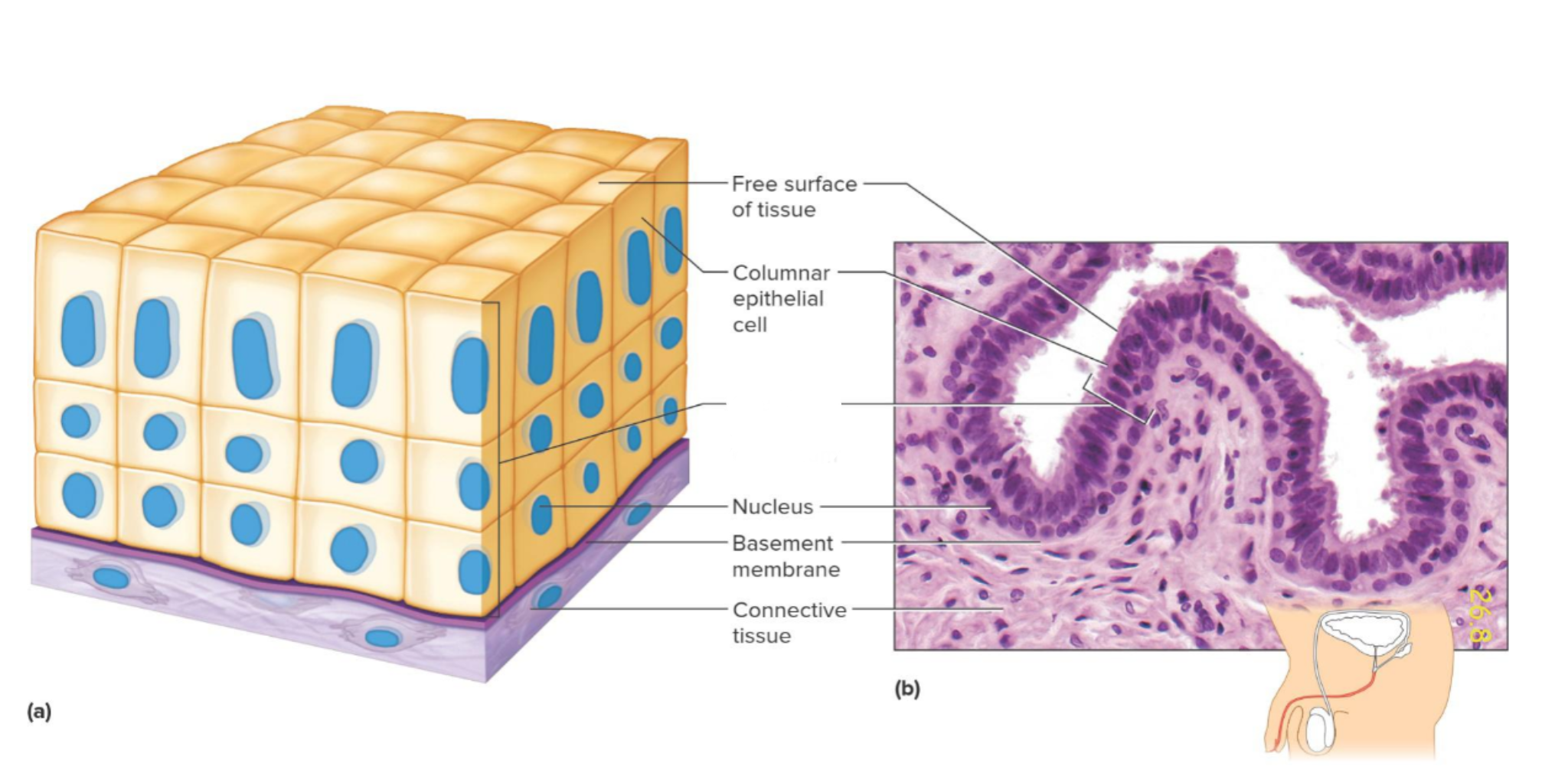 <p>Which tissue is this</p>