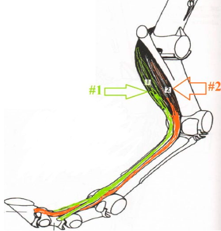 <p>What is this muscle? What joints does it move? Where does it originate and insert? (1)</p>