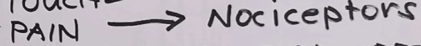 <p>Nociceptors</p>