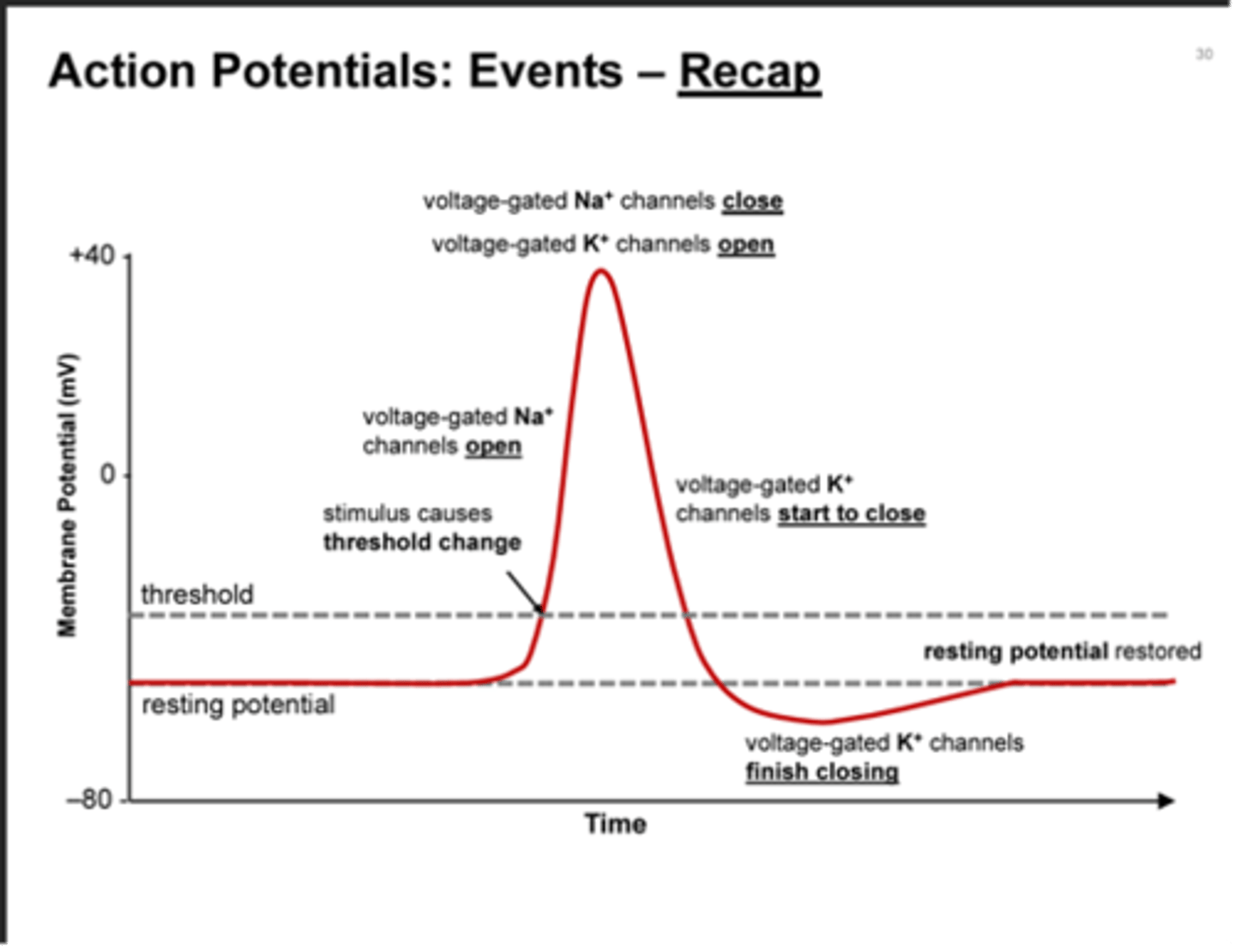 <p>o generated when membrane potential reversal reaches threshold amount</p><p>involves coordinated opening of voltage-gated Na+ and K+ channels</p><p>o local events - occur at a specific place in membrane; inactivation of voltage-gated Na+ channels prevents another action potential from occurring in the same place for a brief period of time</p><p>o transmitted in one direction - initiated at axon hillock; transmitted towards synaptic terminals always to get to end of neuron</p><p>o all or nothing - do not vary in size and strength of stimuli communicated by frequency of action potentials (so more frequent = stronger stimulus)</p>
