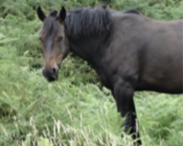 <p>dark brown coat with no black points, black mane and tail</p>