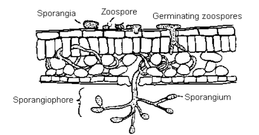 <p>how do downy mildews affect other plants if water is present?</p>