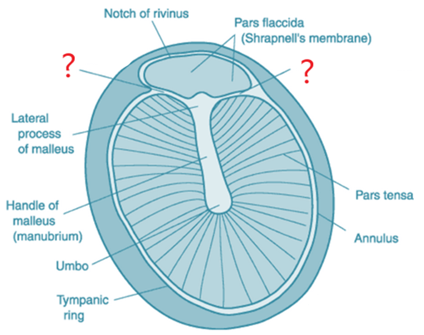<p>lines of separation between the pars flaccida and pars tensa</p>