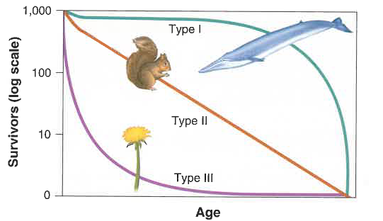 <p>black bears have lifespan of 18 yrs, have 2-3 cubs at a time, cubs remain with mother for 2 yrs. black bears likely fall under which survivorship curve?</p><p>a. type I</p><p>b. type II</p><p>c. type III</p><p>d. not enough info</p>