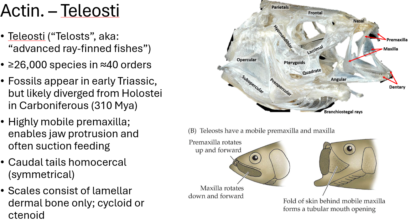<p><span>•Fossils appear in early Triassic, but likely diverged from Holostei in Carboniferous (310 Mya)</span></p><p><span>•Highly mobile premaxilla; enables jaw protrusion and often suction feeding</span></p><p><span>•Caudal tails homocercal (symmetrical)</span></p><p><span>•Scales consist of lamellar dermal bone only; cycloid or ctenoid</span></p>