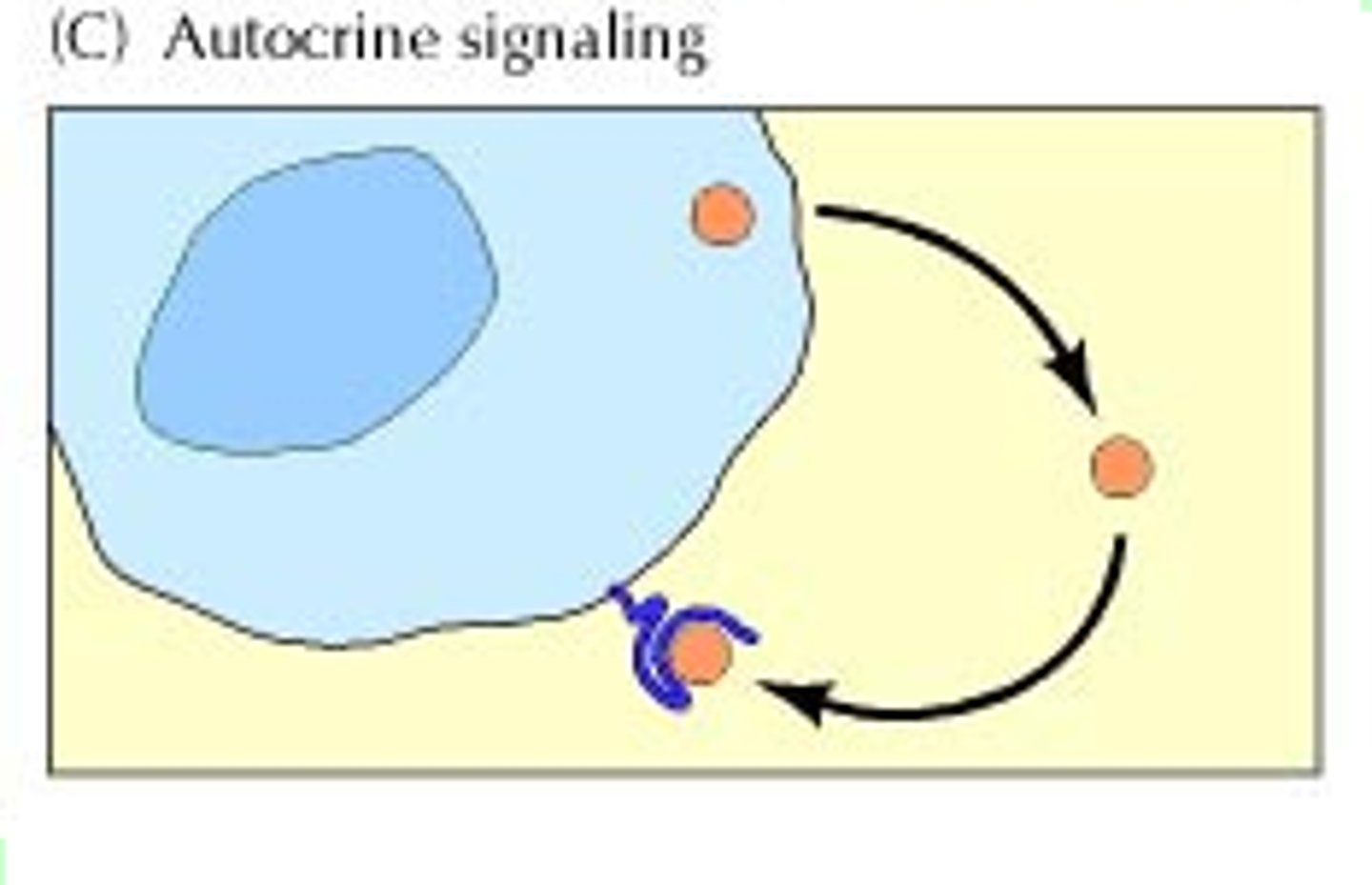 <p>in immune system, cell release a factor that is going to bind to its own receptors and then activate them further</p>
