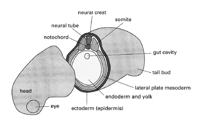 <ol><li><p>Cell of frog somite</p></li></ol><p>(tissue that gives rise to muscle and other strucutures)</p><ul><li><p>express the gene for muscle myosin</p></li></ul><p>but</p><ol start="2"><li><p>Immediate neighbours in the skin and neural tube <strong>do not</strong></p></li></ol><p></p><p></p>