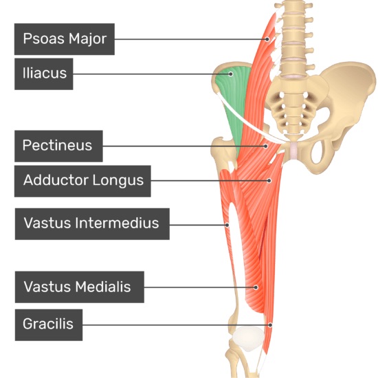 Origin: iliac fossa

Insertion: lesser trochanter of femur

Action: flexes thigh