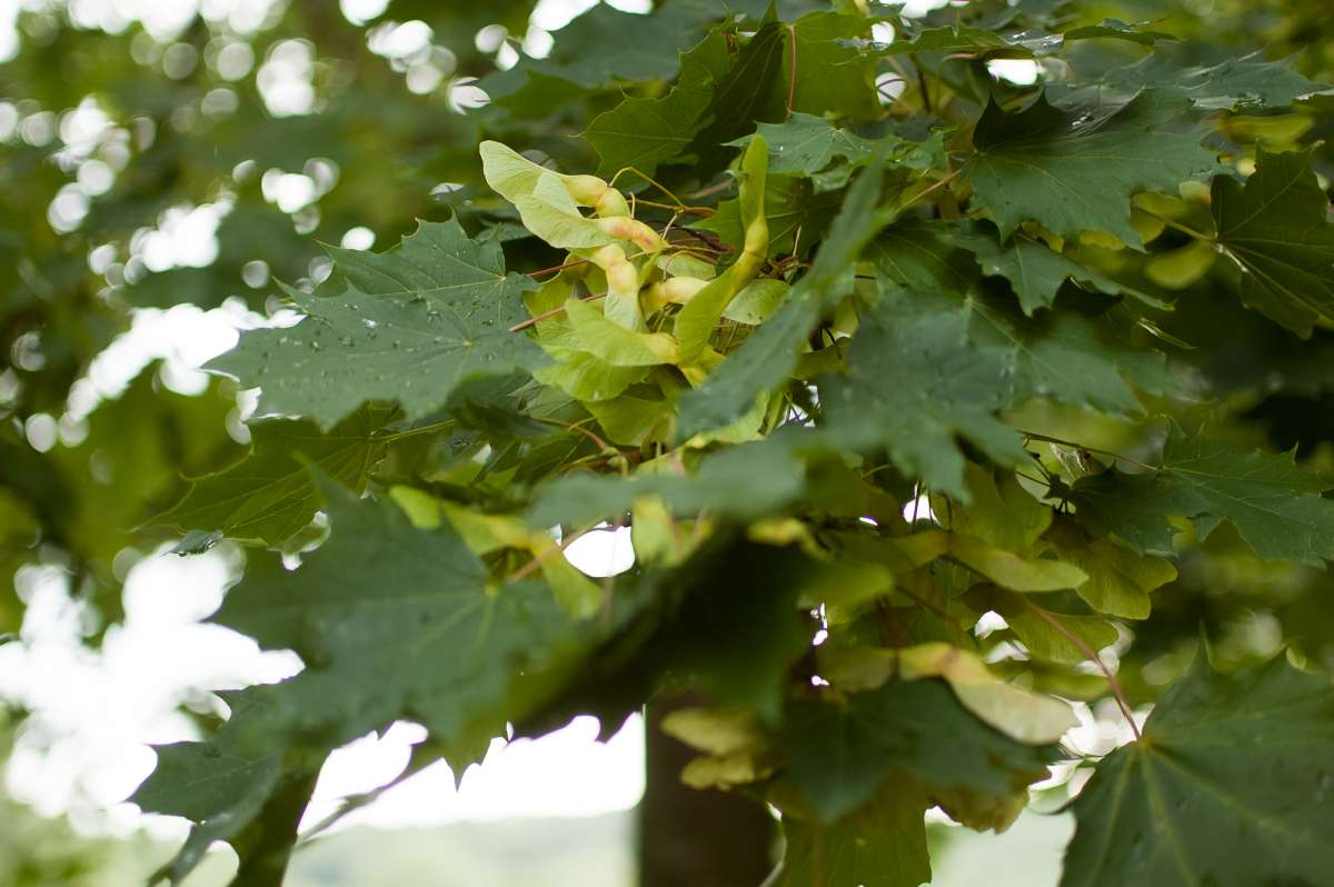<p>Gewone esdoorn, Acer pseudoplatanus</p>