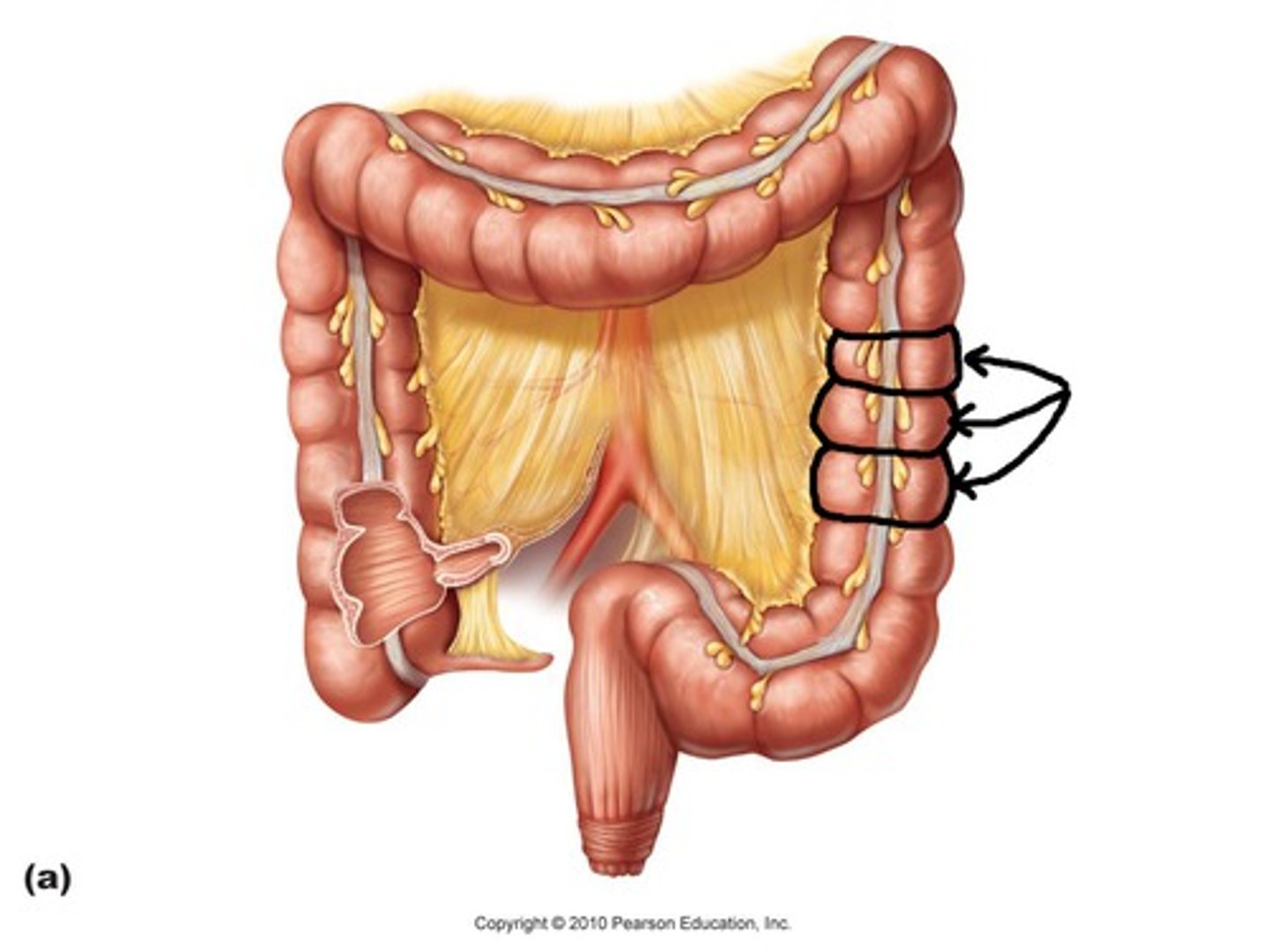 <p>Segments of the large intestine due to tugging from the teniae coli</p>
