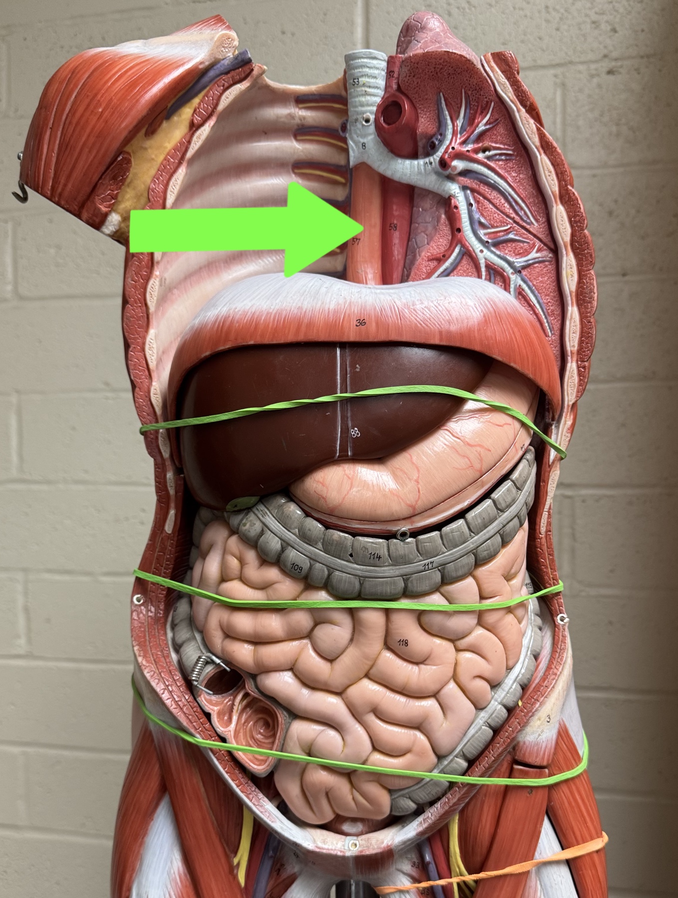 <p>Torso model: what is this?</p>