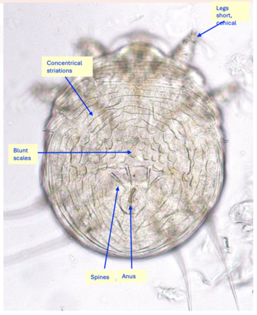 <p>Hosts: cat and rabbits but it was also reported from foxes and dogs (it</p><p>can transiently infest humans).</p><p>Morphology</p><p>Body: circular, translucent white;</p><p>Gnatosoma: short, rounded;</p><p>On the dorsal side of idiosoma there are:</p><p>Concentrical striations;</p><p>Spines (4 anterior pairs and 6 posterior pairs);</p><p>Blunt scales;</p><p>Legs: small, conical;</p><p>Anus: located dorsally.</p>