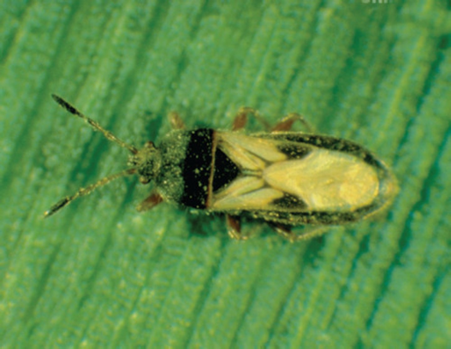 <p>True Bug</p>