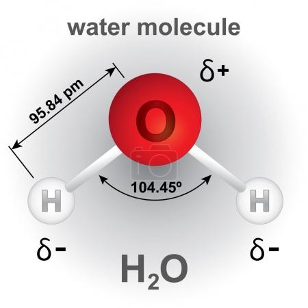 <ul><li><p>má lomený tvar</p></li><li><p>uhol medzi atómami je 104,45°C</p></li></ul>