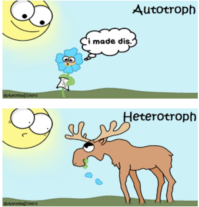 <p>Which of the following statements is correct?</p><p></p><p>An autotroph makes its own food</p><p>A heterotroph makes its own food</p><p>A heterotroph uses the sun’s energy to fuel itself</p><p>An autotroph lives off other organisms</p>