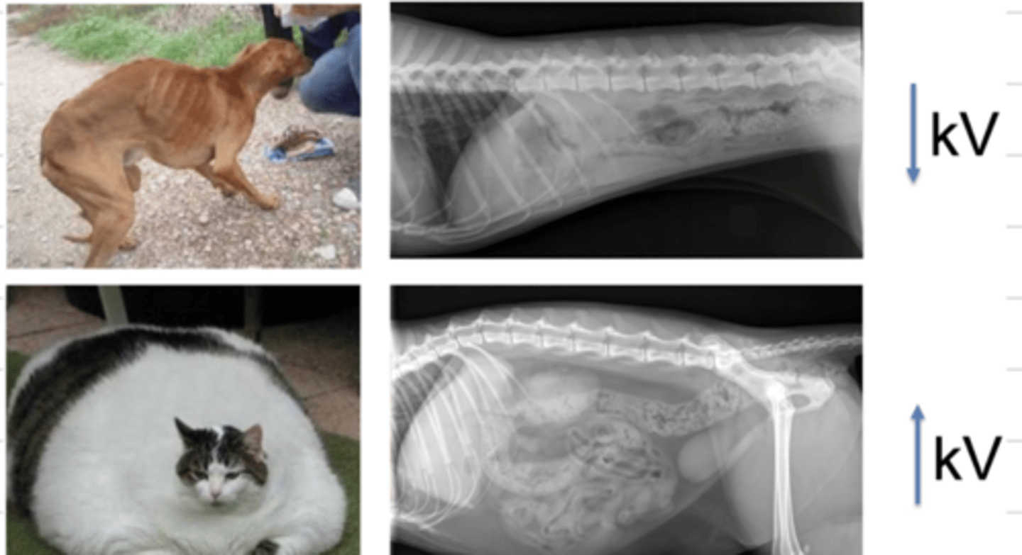 <p>we should use a low kV, because there is not much tissue for the xrays to pass through.</p>