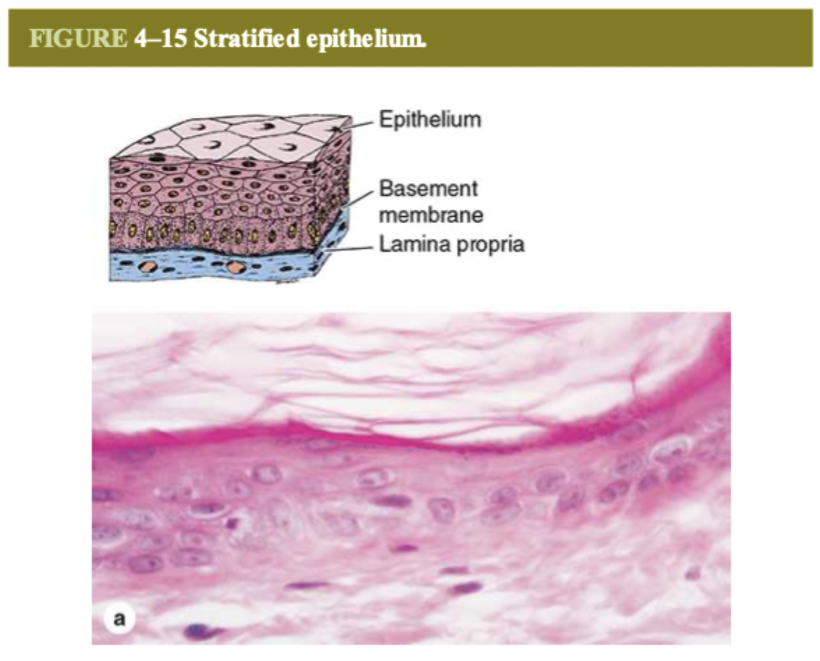 <p>tall or cylindrical shape</p>