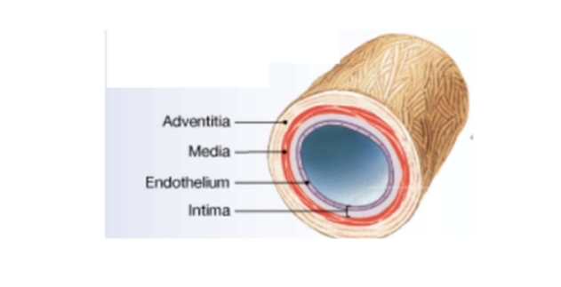 <p>Artery vs vein structure Medium-sized veins</p>