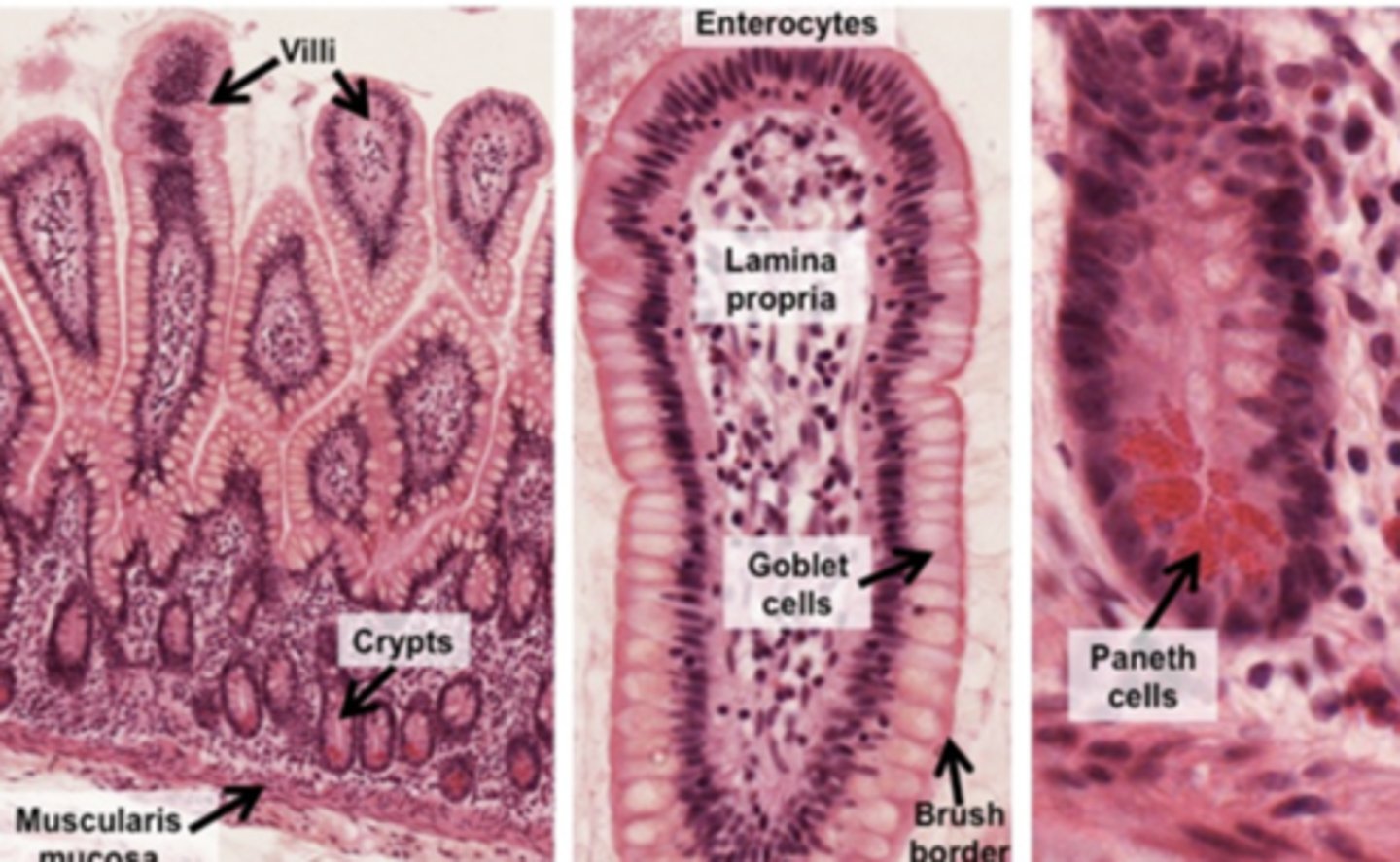 <p>absorptive cells</p><p>goblet cells</p><p>bush boarder</p>