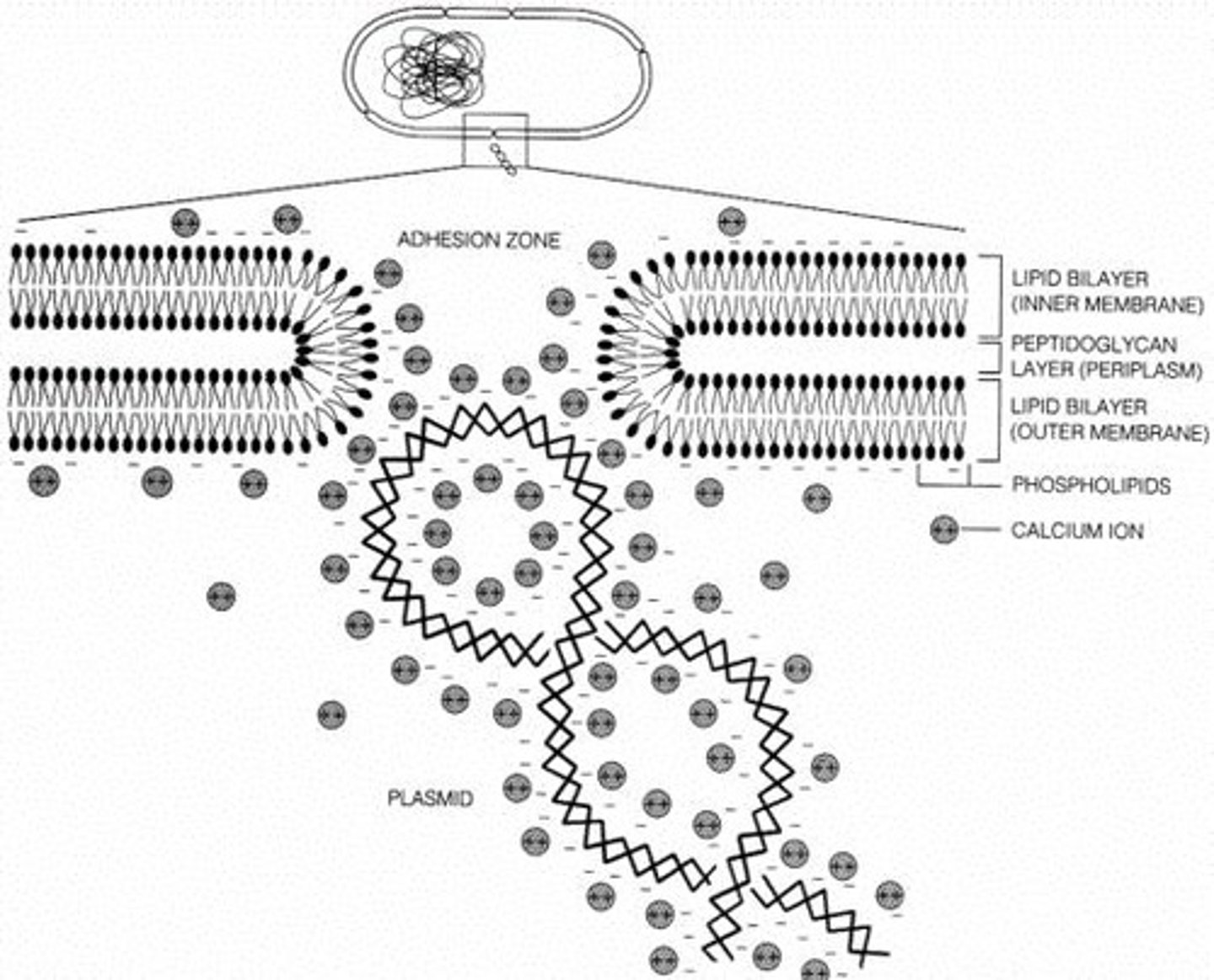<p>Ca2+ ions bind to the phosphate groups in DNA and the inner core of lipopolysaccharides in the cell membrane, neutralizing them.</p>