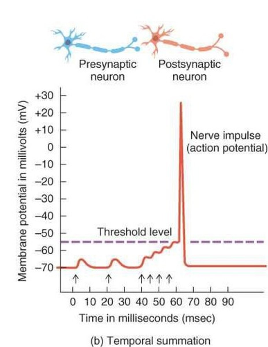 <p>The summation due to the buildup of neurotransmitter released by a single presynaptic neuron multiple times in rapid succession.</p>