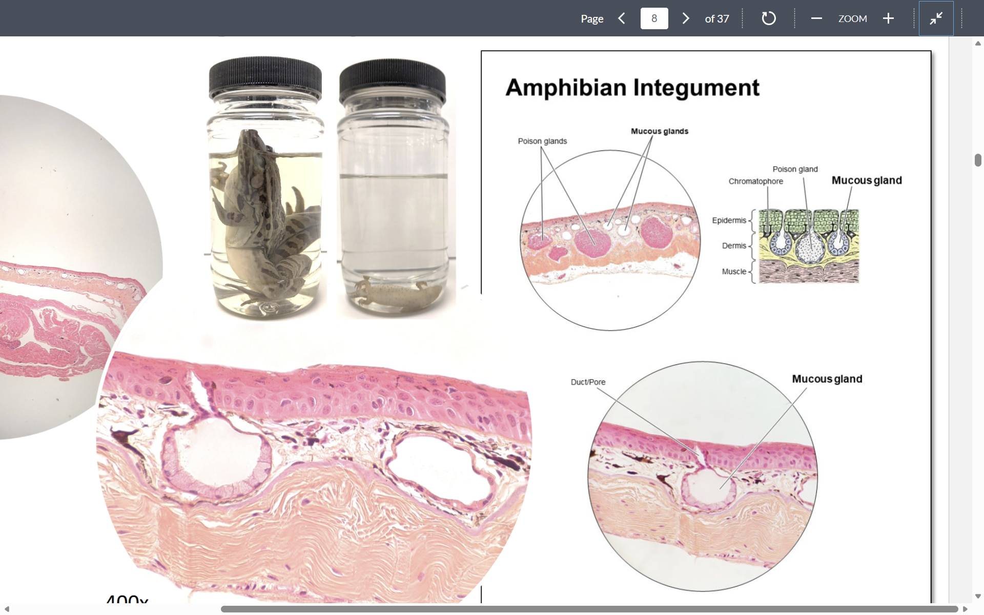 <p>-secrete mucus</p><p>-multicellular</p>