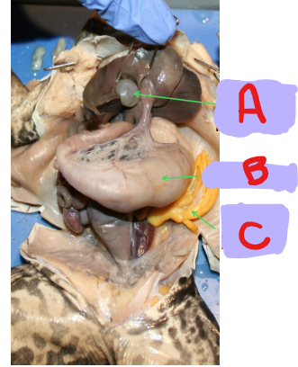 <p>A</p>