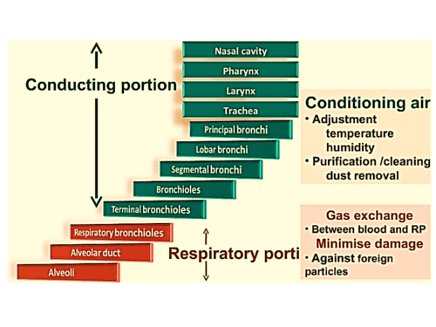 <p>The pulmonary artery carries deoxygenated blood into alveoli (gas exchange) and then into pulmonary veins, which carry oxygenated blood into the left atrium, into the left ventricle, into the aorta, and into bronchial arteries to the lung tissue.</p>