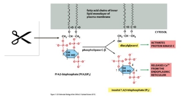 <p><span style="line-height: 0px;"><span>Cleaves phosphoinositol 4,5-bisphosphate (PIP</span></span><span style="background-color: inherit; line-height: 0px;"><span>2</span></span><span style="line-height: 0px;"><span>) to produce IP</span></span><span style="background-color: inherit; line-height: 0px;"><span>3</span></span><span style="line-height: 0px;"><span> and DAG</span></span><span><span></span></span></p>