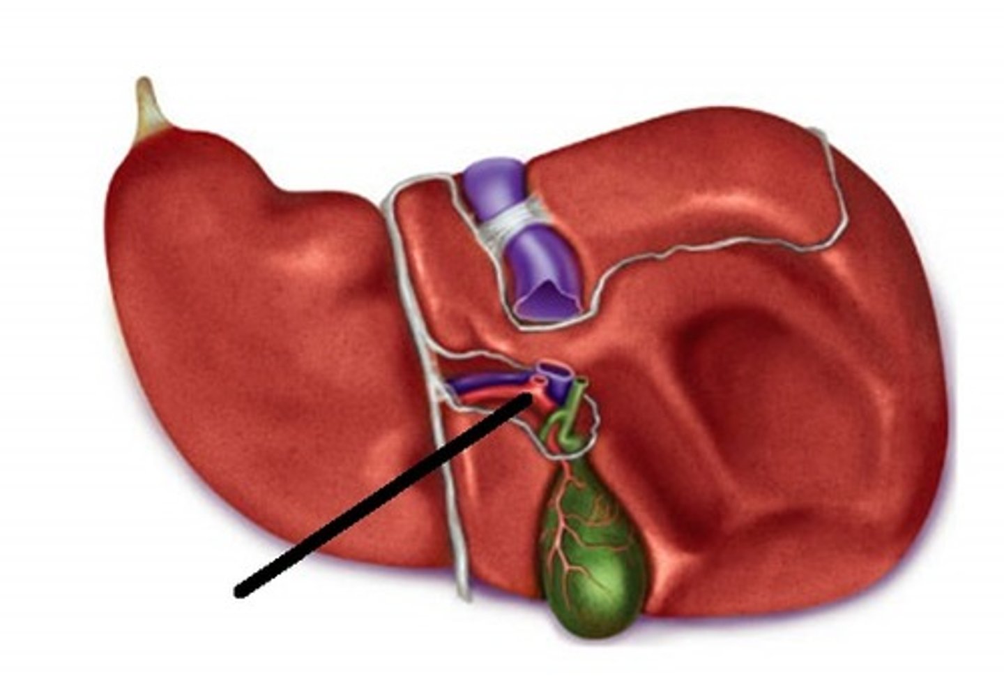 <p>Identify this structure</p>