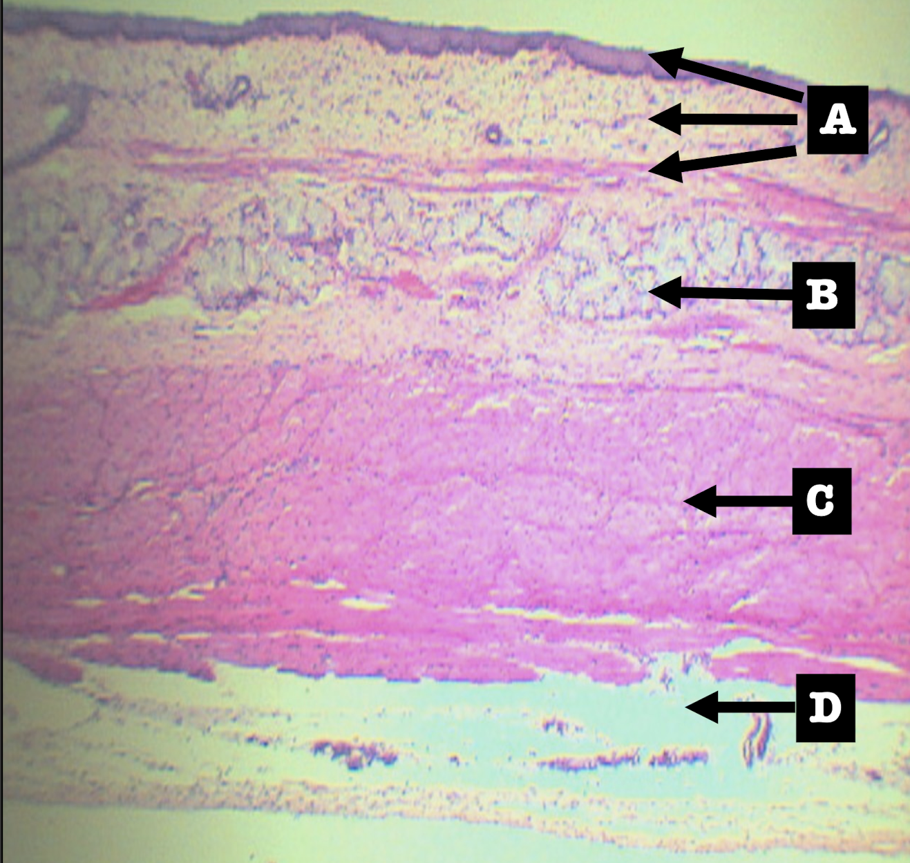 <p>Identify the structure</p>