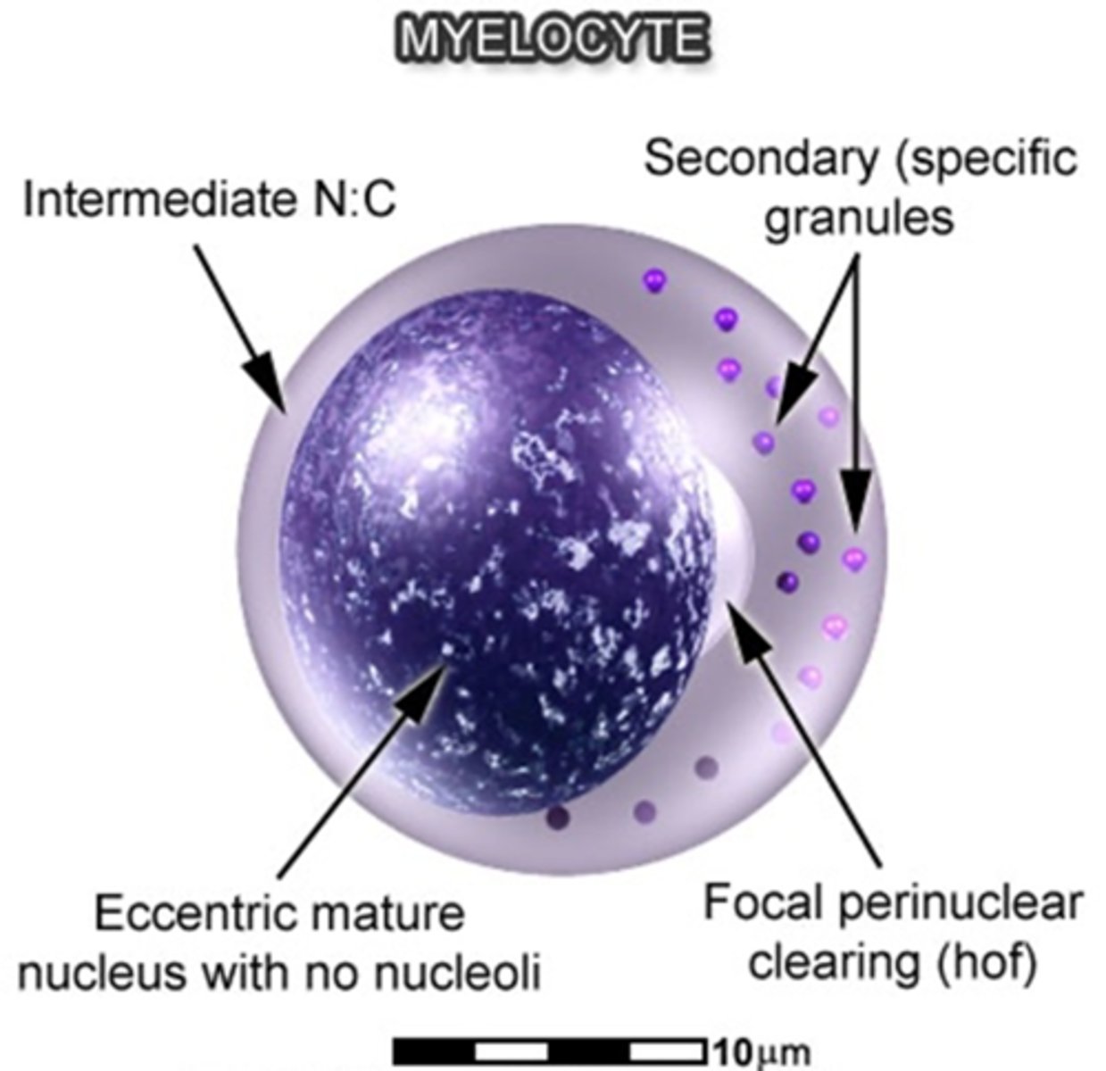 <p>↪ Intermediate N:C ratio (with more cytoplasm than a promyelocyte)</p><p>↪ Eccentrically placed oval nucleus with more mature (clumped) chromatin</p><p>↪ Perinuclear clearing is common</p><p>↪ Nucleoli absent</p><p>↪ More cytoplasm with rare or absent primary granules</p>
