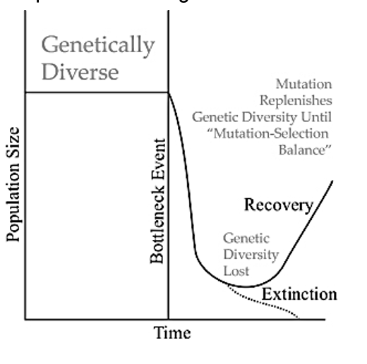 <ul><li><p>rapid reduction in effective size of a population</p></li><li><p>may occur through a variety of causes</p></li></ul><p></p>