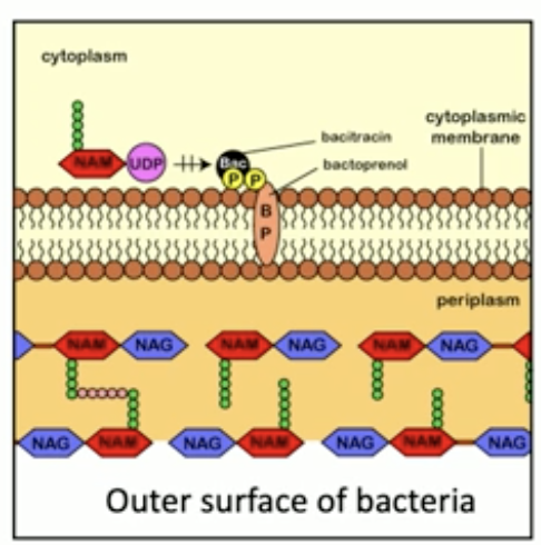 <p>ex. bacitracin</p><ul><li><p>isolated from Bacillus subtilis</p></li><li><p>applied to surface wounds</p></li><li><p>it binds to lipid carrier (bactoprenol) on gram + bacteria that transports NAG and NAM across the membrane  </p></li></ul><p></p>