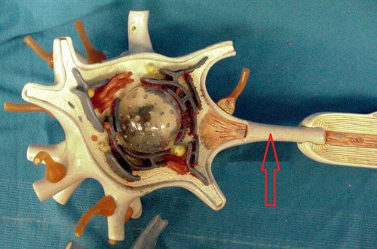 <p>plasma membrane of axon</p>