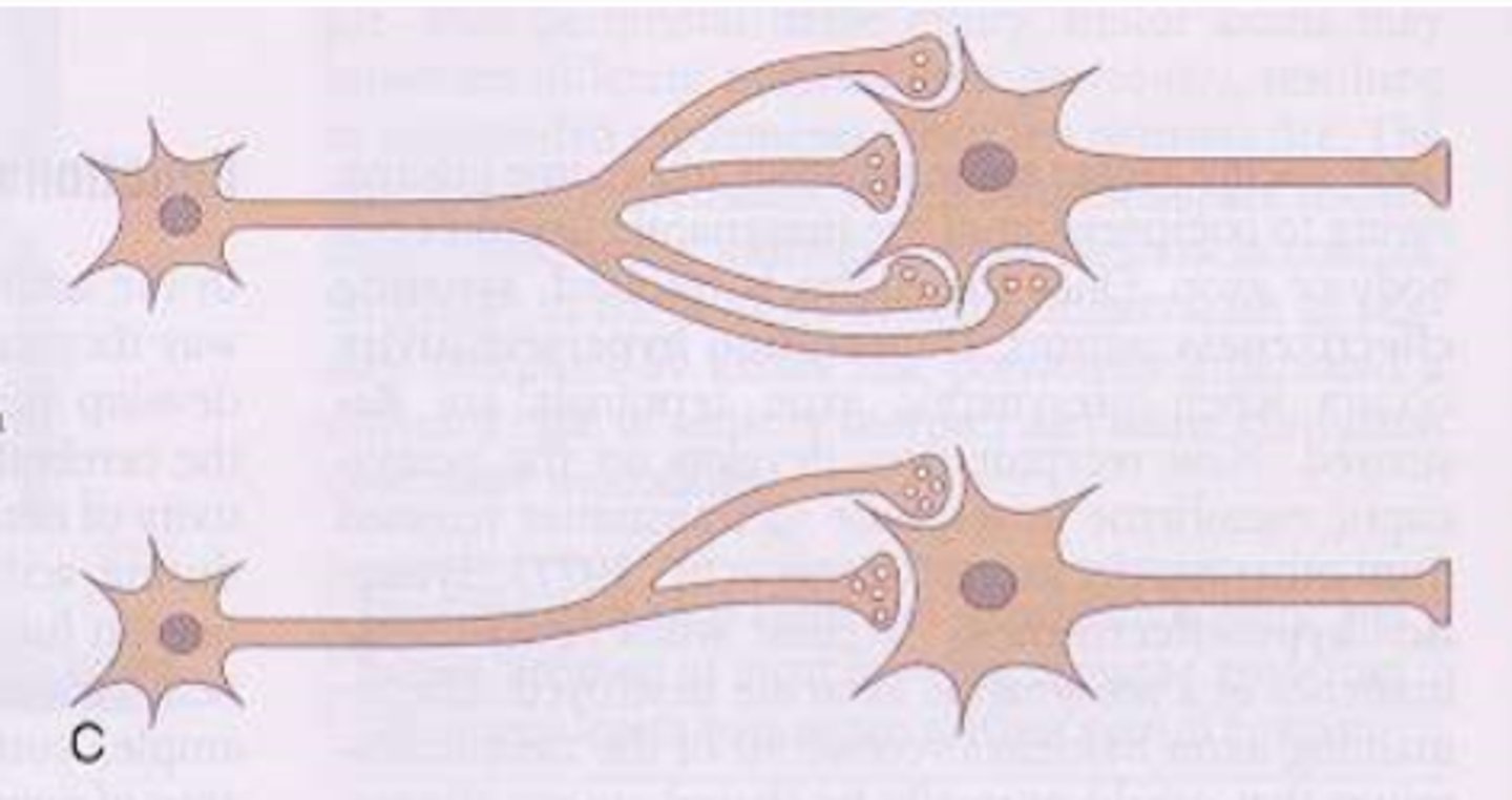 <p>- increase in neurotransmitters when there is a loss of axonal connections</p>