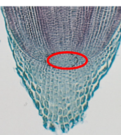 <p>RAM </p>