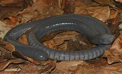 <p>Caecilia tentaculata</p>