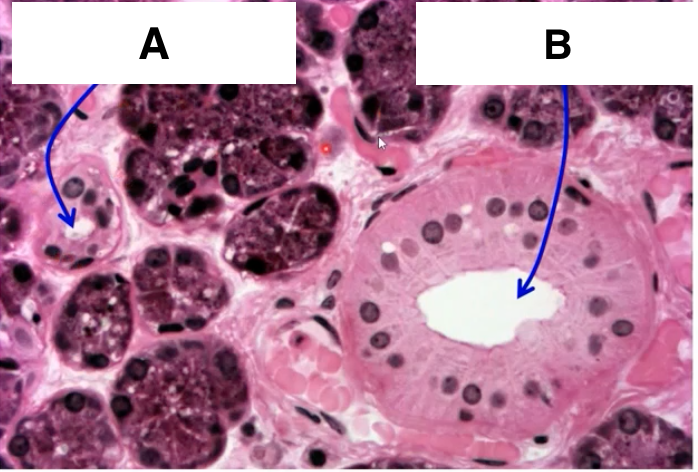<p>identify B</p>