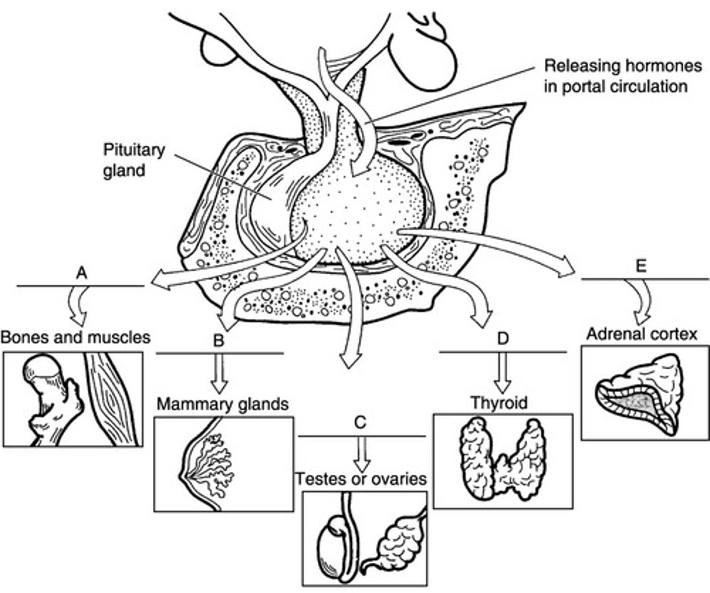<p>Match the following hormone with the target:</p><p>gonadotropin-releasing hormone (GnRH)</p>