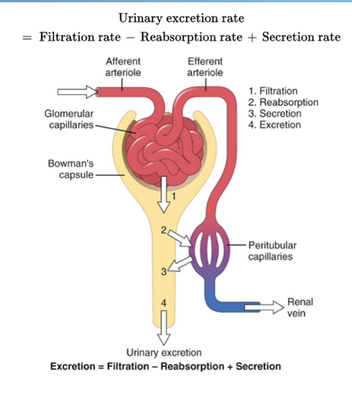 <p>Pressure</p><ul><li><p>pressure added to the efferent arteriole will increase filtrate</p></li><li><p>pressure added to the afferent arteriole will decrease filtrate</p></li></ul><p></p>