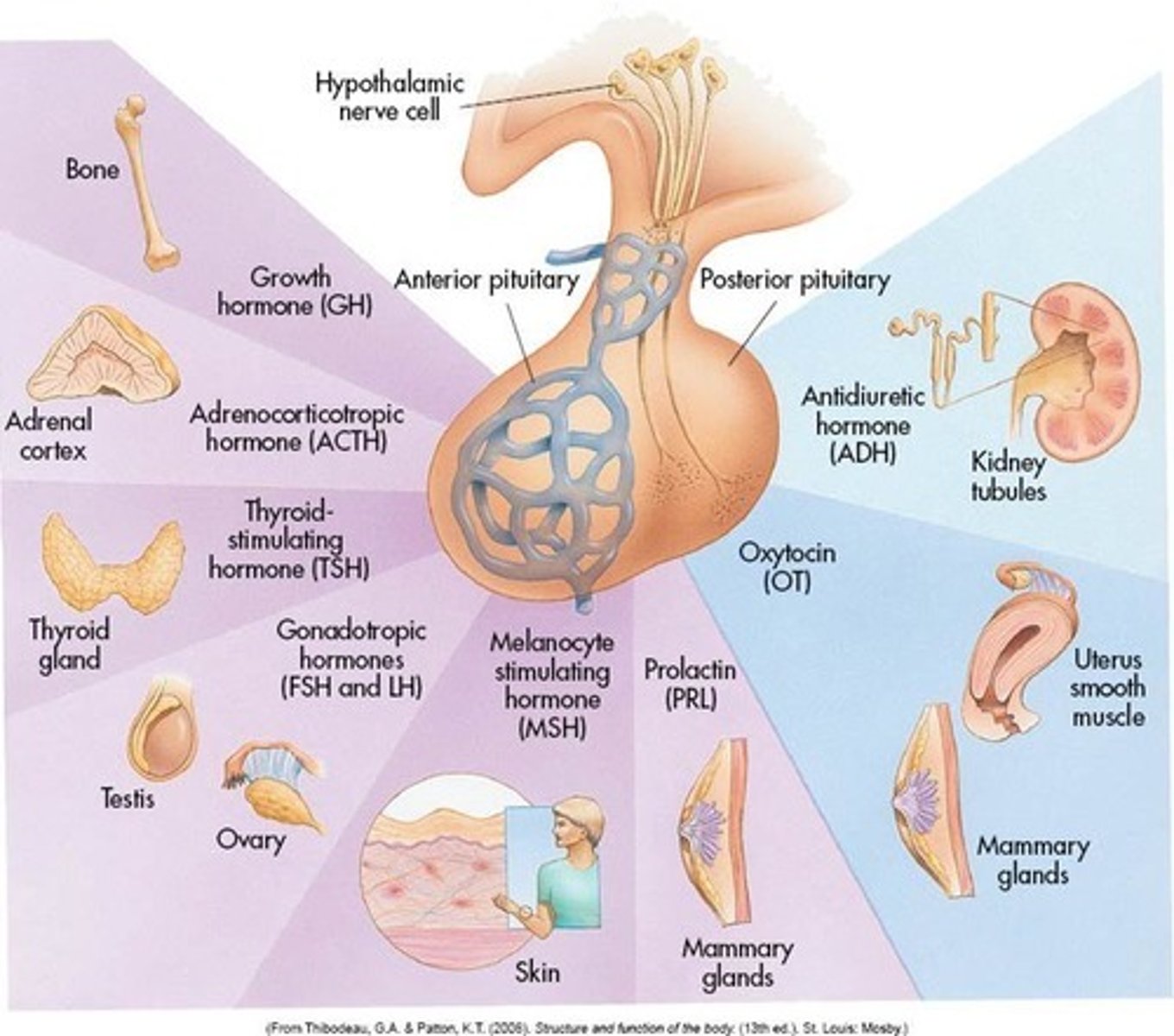 <p>Oxytocin(produced in hypothalamus, stored and released by posterior pituitary)- targets the uterus, stimulates contractions, targets the mammary glands, stimulates milk secretion</p><p>ADH(antidiuretic hormone vasopressin)- targets the kidneys and blood vessels, increases water retention</p>
