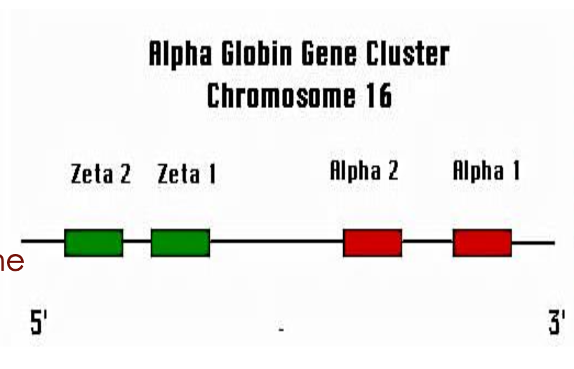 <p>HBA1 and HBA2 are aligned one after the other in tandem.</p>