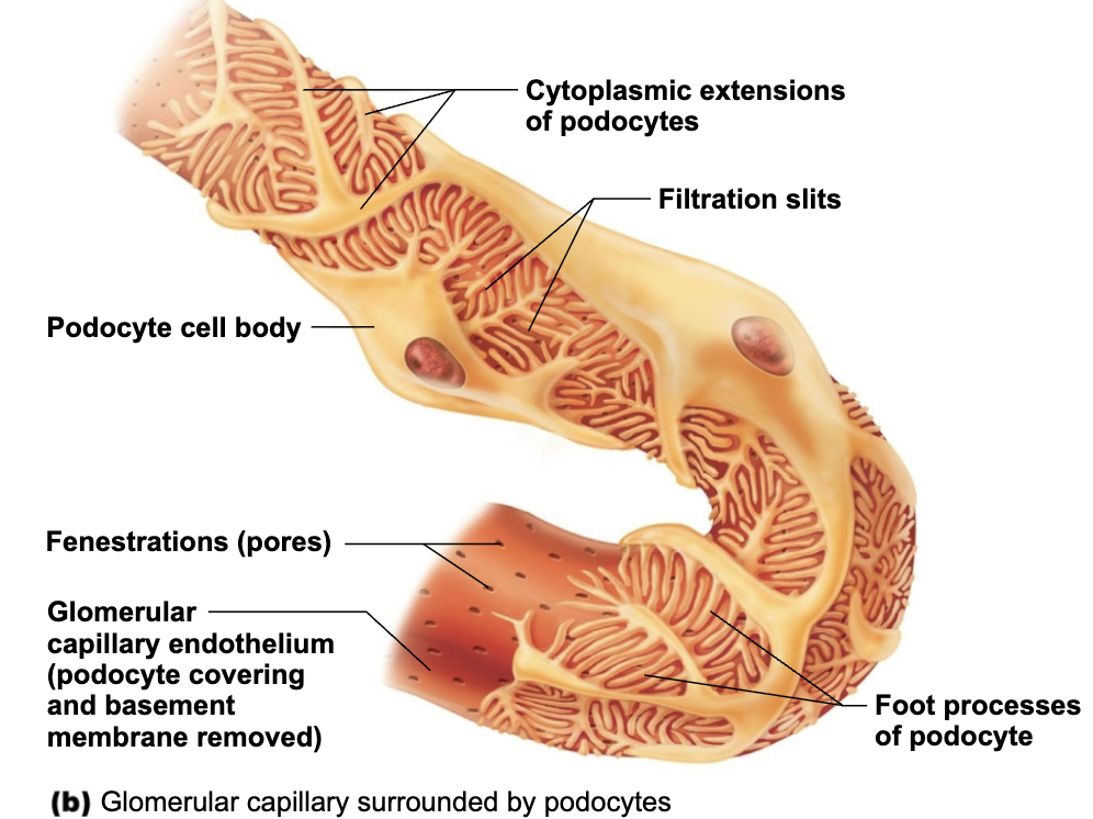 <ol><li><p><strong>Fenestrated endothelium </strong></p><ul><li><p>of glomerular capillaries</p></li></ul></li><li><p><strong>Basement membrane </strong></p><ul><li><p>Fused basal laminae of two other layers</p></li></ul></li><li><p><strong>Foot processes of podocytes </strong>(Visceral layer of glomerular capsule) </p><ul><li><p>with filtration slits → slit diaphragms repel macromolecules</p></li></ul></li></ol><p></p>