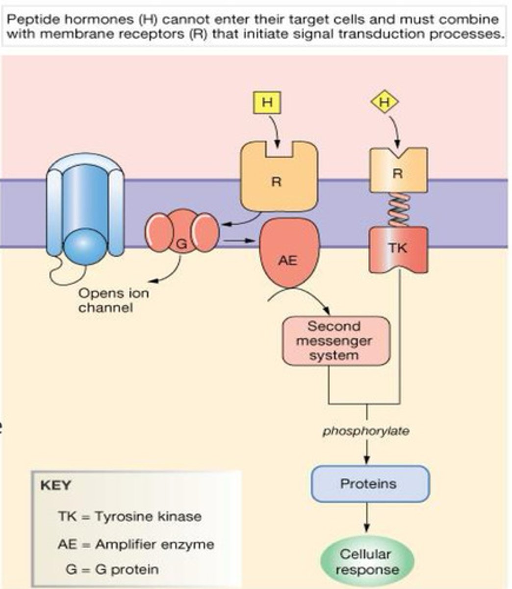 <p>o Extracellular domains (hydrophillic) are residues exposed to the outside</p><p>of the cell and interact with the hormone</p><p>o Transmembrane domains are hydrophobic stretches of</p><p>amino acids found within the lipid bilayer and anchor the</p><p>receptor in the membrane</p><p>o Intracellular domains are parts of the receptor within the</p><p>cytoplasm and respond to hormone binding by activating</p><p>second messengers, opening ion channels and activating</p><p>enzymes</p>