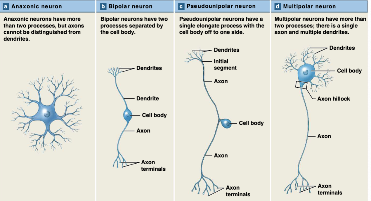 <p><br>Neurons can be classified based on:<br>   • <strong>structure:</strong> # of processes extending from cell body<br>   • <strong>function:</strong> sensory, motor, or interneuron<br></p><p><strong>• Structural Classifications</strong><br>•<strong> anaxonic:</strong> many processes, but axons &amp; dendrites indistinguishable<br>   • only in CNS<br>•<strong> multipolar:</strong> multiple dendrites, 1 axon<br>   • most brain &amp; spinal cord neurons<br><strong>• bipolar:</strong> 1 dendrite, 1 unmyelinated axon<br>   • retina, inner ear, olfactory areas of brain<br>•<strong> pseudounipolar: </strong>cell body off to side; 1 process, but distinctly separates into dendrite &amp; axon</p><p></p><p>WE WILL GET THIS PICTURE AND WILL HAVE TO IDENTIFY WHICH NEURON IS WHICH**********</p>