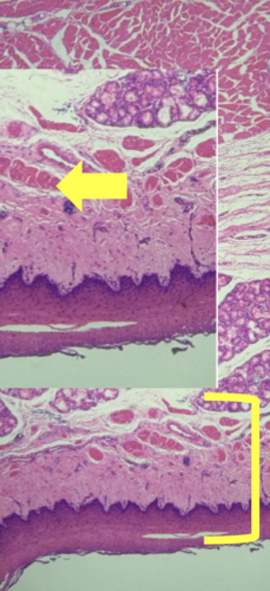 knowt flashcard image