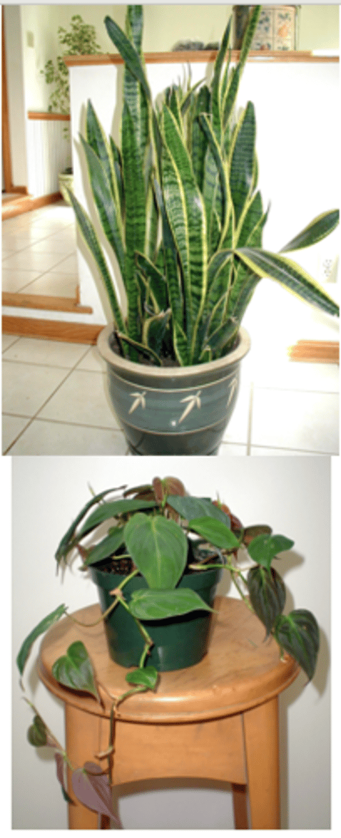 <p>only nutrients available to plants in containers are those added to it, watering container plants washes out nutrients so they need a constant slow release supply</p>