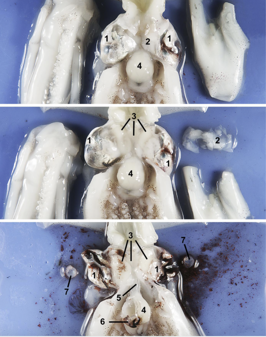 <p>Identify the labeled parts of this myopsida squid dissection.</p>