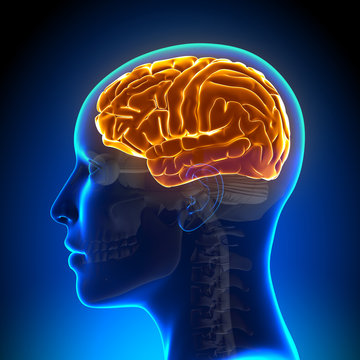 The part of the brain that where *thinking, deciding, or other cognitive activity* mostly occur; a large, complex structure that sits atop the hindbrain.

Is active when you *ruminate*.